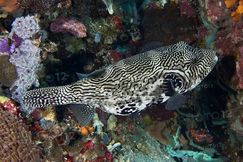 Pattern-rich pufferfish, map pufferfish (Arothron mappa), moving through a colourful reef, dive site SD, Nusa Ceningan, Nusa Penida, Bali, Indonesia, Asia