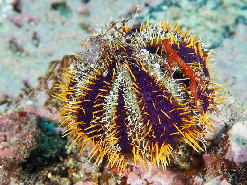 Multicoloured spiny sea urchin, peacock urchin (Tripneustes gratilla), with blue and white patterns and yellow spines, dive site Toyapakeh, Nusa Ceningan, Nusa Penida, Bali, Indonesia, Asia