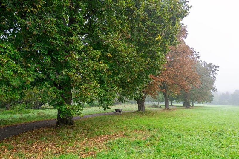 Foggy autumn day in a park with green meadow and colourful foliage along a path, lime tree, Waiblingen, Baden-Württemberg, Germany, Europe
