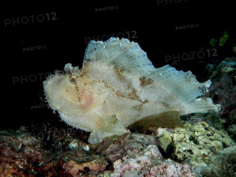 Pale reef fish, rocking fish (Taenianotus triacanthus), sitting in a dark underwater environment, dive site Pidada, Penyapangan, Bali, Indonesia, Asia