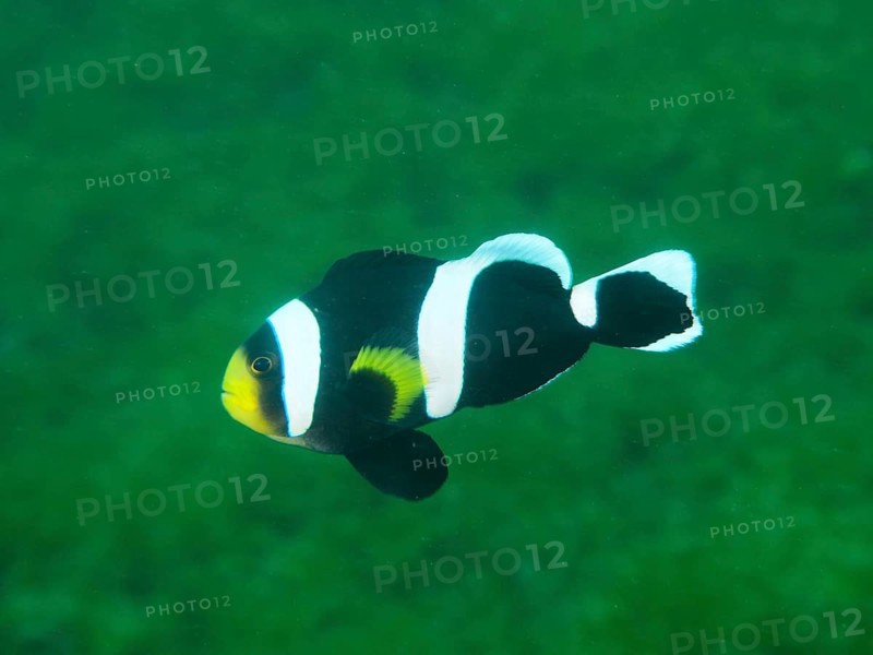 Black and white fish with yellow spot, saddle spot anemonefish (Amphiprion polymnus) swimming in front of a green background, dive site Secret Bay, Gilimanuk, Bali, Indonesia, Asia