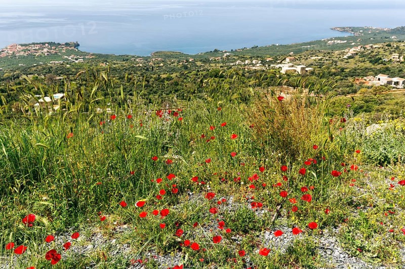 Coastline in spring, poppy blossom, view from above, Pyrgos, Mani, Messinian Gulf, Ionian Sea, Greece, Europe