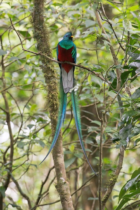 Quetzal (Pharomachrus mocinno), Reserva biologica Bosque Nubosa, Costa Rica, Central America