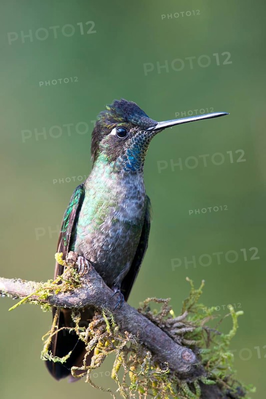 Violet-crowned Brilliant Hummingbird (Eugenes fulgens), Parque National Los Quetzales, Costa Rica, Central America