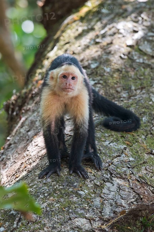 White-shouldered capuchin monkey (Cebus capucinus), Manuel Antonio National Park, Costa Rica, Central America