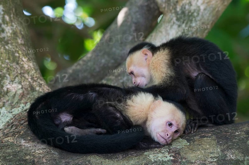 White-shouldered capuchin monkeys (Cebus capucinus), Manuel Antonio National Park, Costa Rica, Central America