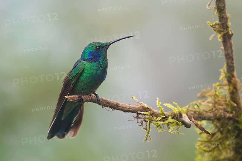 Small violet-eared hummingbird (Colibri thalassinus), Parque National Los Quetzales, Costa Rica, Central America
