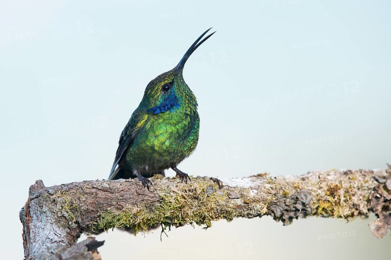 Small violet-eared hummingbird (Colibri thalassinus), Parque National Los Quetzales, Costa Rica, Central America