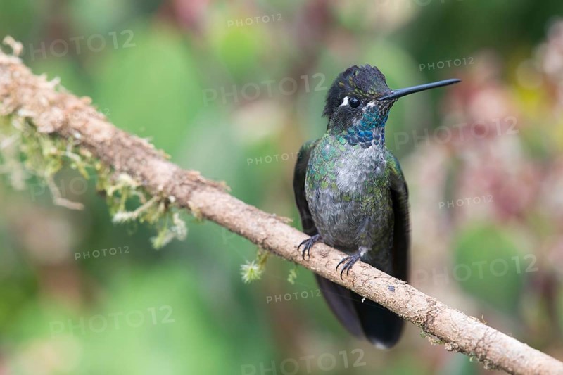 Violet-crowned Brilliant Hummingbird (Eugenes fulgens), Parque National Los Quetzales, Costa Rica, Central America