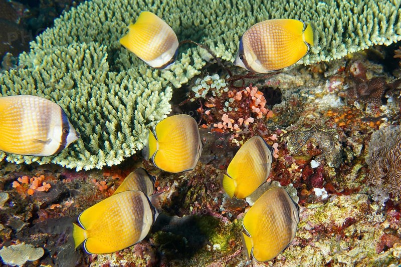 Shoal of yellow butterflyfish, Sunburst Butterflyfish (Chaetodon kleinii), above a coral reef, dive site Toyapakeh, Nusa Ceningan, Nusa Penida, Bali, Indonesia, Asia