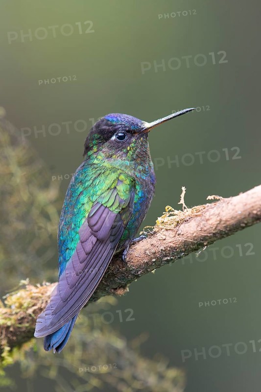 Violet-crowned Brilliant Hummingbird (Eugenes fulgens), Parque National Los Quetzales, Costa Rica, Central America