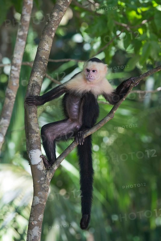 White-shouldered capuchin monkey (Cebus capucinus), Manuel Antonio National Park, Costa Rica, Central America