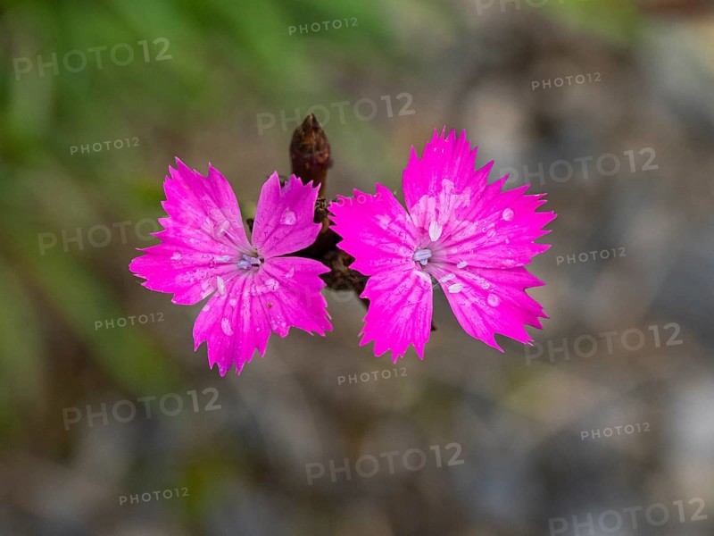 Carthusian Pink wild carnation (Dianthus carthusianorum) flowers, growing on a meadow, Hessen, Germany, Europe