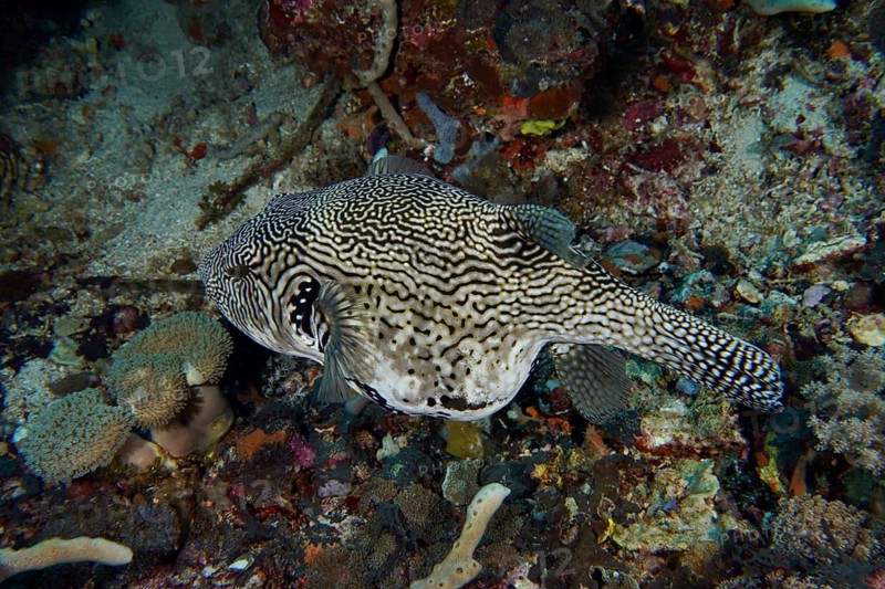 Black and white marbled fish, map pufferfish (Arothron mappa), on the seabed, dive site SD, Nusa Ceningan, Nusa Penida, Bali, Indonesia, Asia