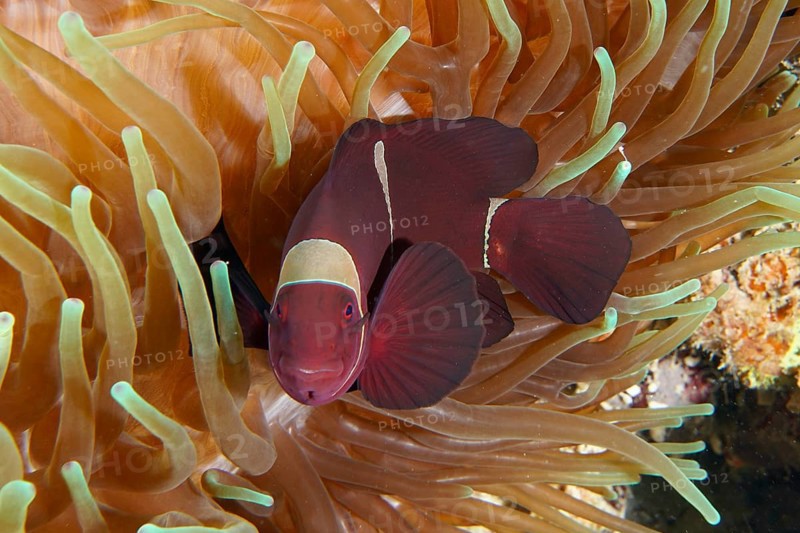 A red velvet anemonefish, spiny anemonefish (Amphiprion biaculeatus), swimming in a sea anemone in the coral reef, dive site Coral Garden, Menjangan, Bali, Indonesia, Asia