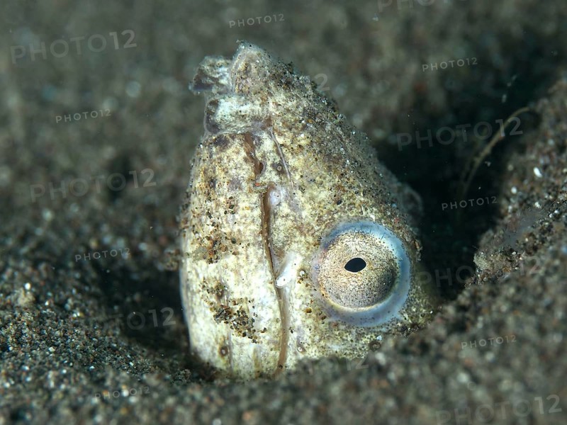 Close-up of a sand snake eel (Ophichthus altipennis), snake eel hidden in the sand and peeking out, dive site House Reef, Penyapangan, Bali, Indonesia, Asia
