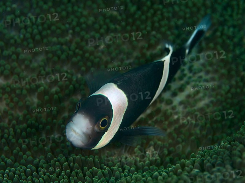 Black and white fisc, saddle spot anemonefish (Amphiprion polymnus), swimming over greenish coral bottom in the sea, dive site House Reef, Penyapangan, Bali, Indonesia, Asia