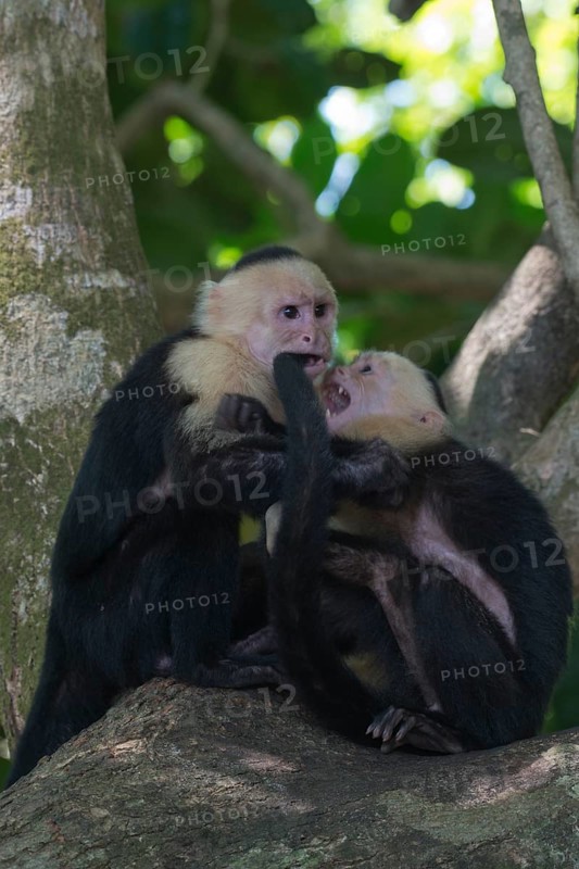 White-shouldered capuchin monkeys (Cebus capucinus), Manuel Antonio National Park, Costa Rica, Central America