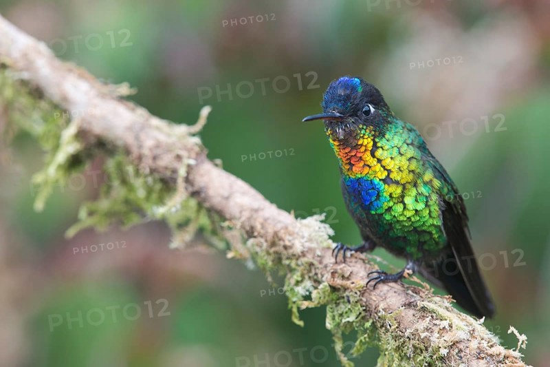 Fire-throated hummingbird (Panterpe insignis), Parque National Los Quetzales, Costa Rica, Central America