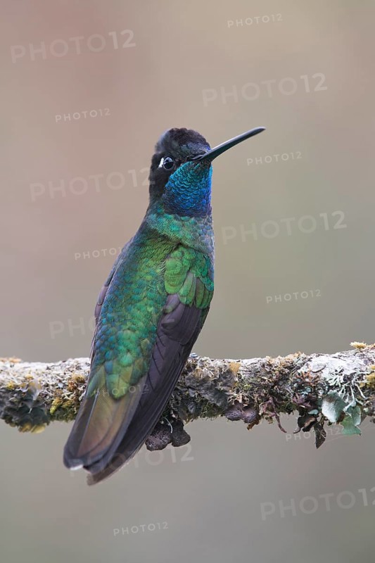 Violet-crowned Brilliant Hummingbird (Eugenes fulgens), Parque National Los Quetzales, Costa Rica, Central America