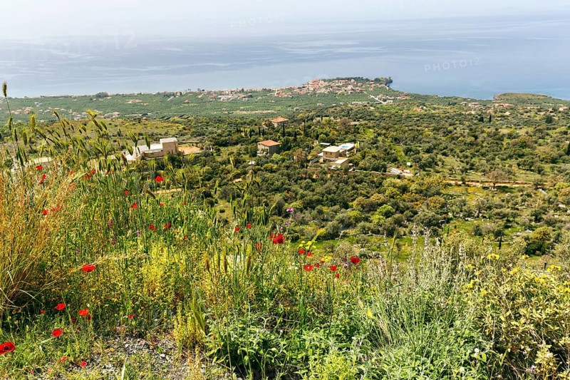 Coastline in spring, poppy blossom, view from above, Pyrgos, Mani, Messinian Gulf, Ionian Sea, Greece, Europe