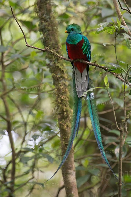 Quetzal (Pharomachrus mocinno), Reserva biologica Bosque Nubosa, Costa Rica, Central America