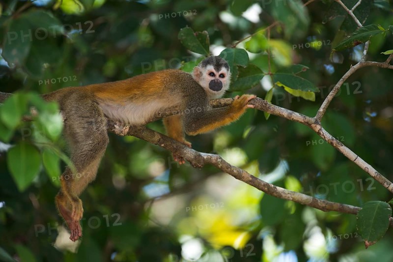 Central American squirrel monkey (Saimiri oerstedii), Manuel Antonio National Park, Costa Rica, Central America