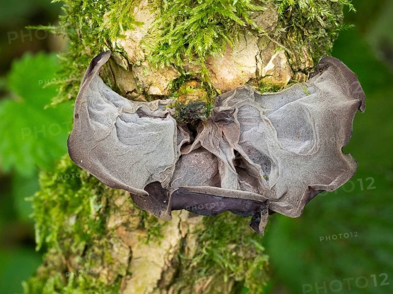 Judas ear (Auricularia auricula-judae) fungus, in autumn on a dead tree stem, Hessen, Germany, Europe