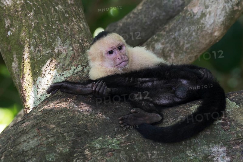 White-shouldered capuchin monkey (Cebus capucinus), Manuel Antonio National Park, Costa Rica, Central America