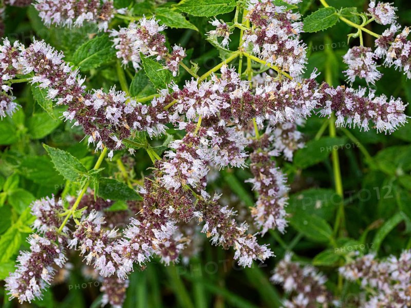 Wild Mint, (Mentha arvensis), flowers covered in dew drops, late summer, Hessen, Germany, Europe