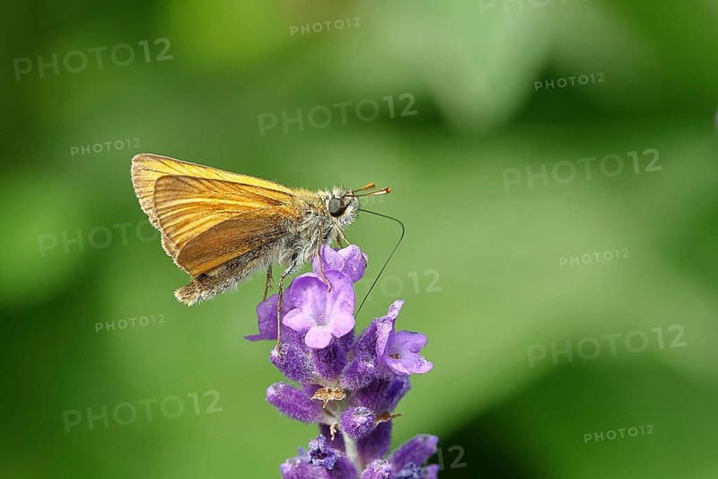 Large skipper (Ochlodes venatus), collecting nectar from a flower of Common lavender (Lavandula angustifolia), close-up, macro photograph, Wilnsdorf, North Rhine-Westphalia, Germany, Europe