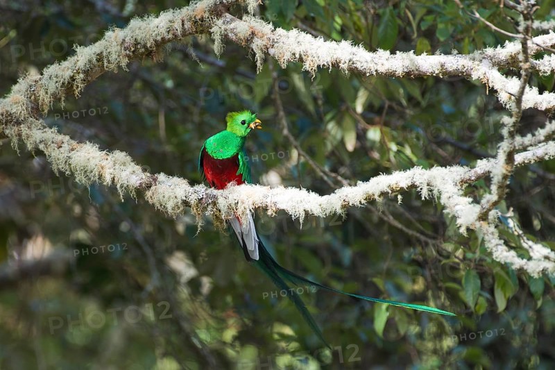 Quetzal (Pharomachrus mocinno), Parque National Los Quetzales, Costa Rica, Central America