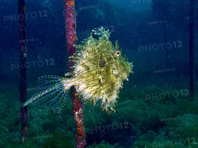 A jewellery filefish (Chaetodermis penicilligerus), filefish, swimming in an abandoned coral nursery, dive site Secret Bay, Gilimanuk, Bali, Indonesia, Asia