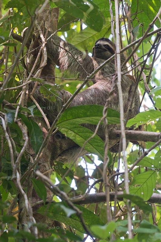 Brown-throated sloth (Bradypus variegatus), Manuel Antonio National Park, Costa Rica, Central America