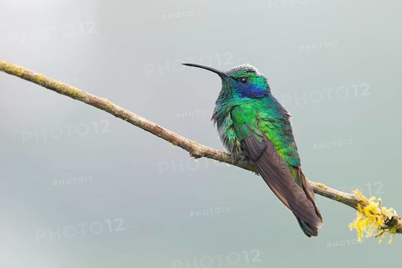 Small violet-eared hummingbird (Colibri thalassinus), Parque National Los Quetzales, Costa Rica, Central America