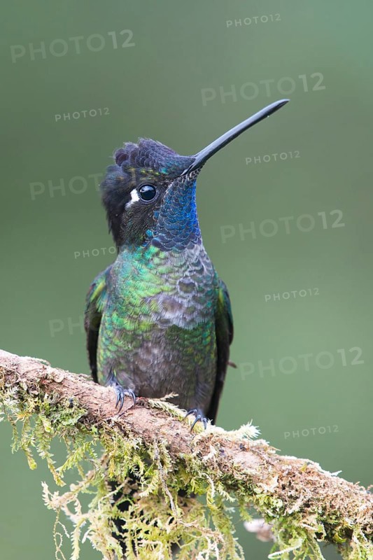 Violet-crowned Brilliant Hummingbird (Eugenes fulgens), Parque National Los Quetzales, Costa Rica, Central America