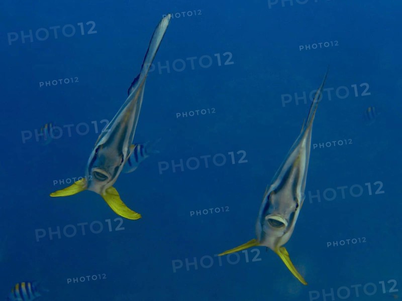 Two batfish with yellow fins, longfin batfish (Platax teira), swimming in the blue depths of the ocean, dive site Close Encounters, Permuteran, Bali, Indonesia, Asia