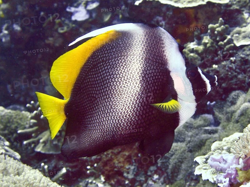 Yellow and white fish with striking pattern, Malayan bannerfish (Heniochus singularius), swimming over corals, dive site Toyapakeh, Nusa Ceningan, Nusa Penida, Bali, Indonesia, Asia