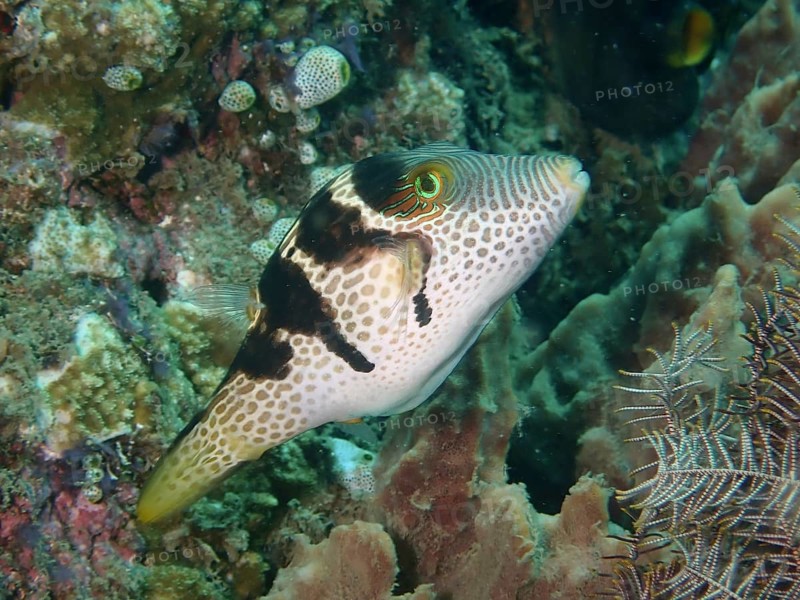 Pufferfish with unique pattern, Saddle Pufferfish (Canthigaster valentini), swimming in the coral reef, dive site Prapat, Penyapangan, Bali, Indonesia, Asia