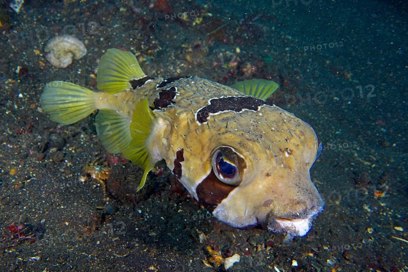 Masked hedgehogfish (Diodon liturosus), hedgehogfish, with yellow fins over a sandy seabed, dive site USAT Liberty, Tulamben, Bali, Indonesia, Asia