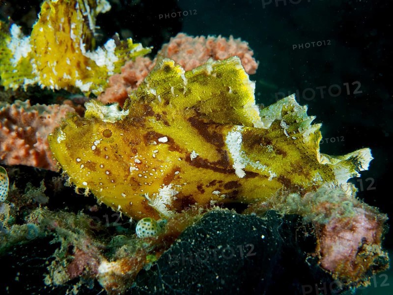 A yellow fish, rocking fish (Taenianotus triacanthus), sits between living coral formations, dive site Pidada, Penyapangan, Bali, Indonesia, Asia