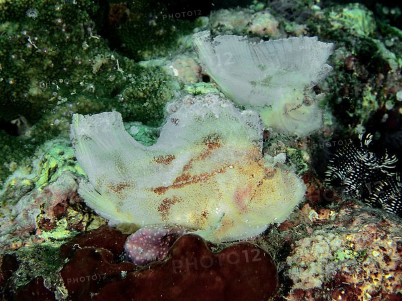 Two similarly camouflaged fishes, rocking fish (Taenianotus triacanthus), resting in corals surrounded by green and brown structures, dive site Pidada, Penyapangan, Bali, Indonesia, Asia