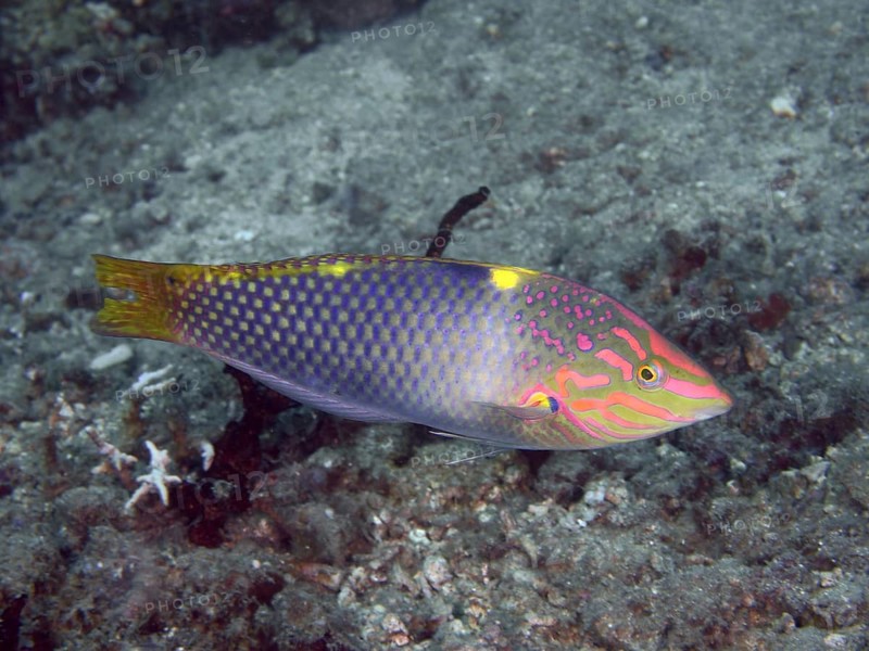 Colourful patterned fish, checkerboard junker (Halichoeres hortulanus), swimming close to the seabed above a grey surface, dive site Spice Reef, Penyapangan, Bali, Indonesia, Asia
