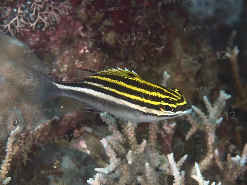 A striped fish, sash snapper (Scolopsis bilineata) juvenile, moving between corals in the depth, dive site Twin Reef, Penyapangan, Bali, Indonesia, Asia