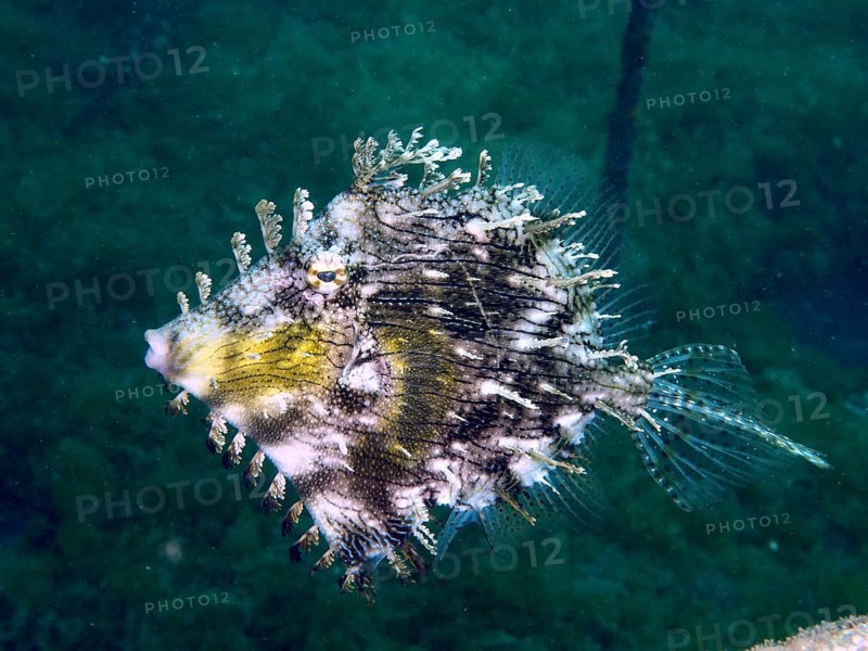 A structured fish, jewellery filefish (Chaetodermis penicilligerus), filefish, floats through a dark underwater realm, dive site Secret Bay, Gilimanuk, Bali, Indonesia, Asia
