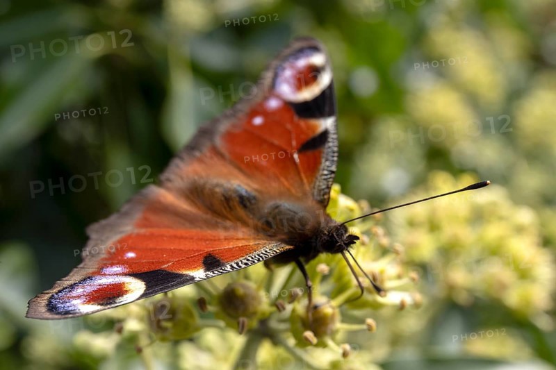 Peacock butterfly (Aglais io) on flower, St Abbs, Scottish Borders, Scotland, Great Britain