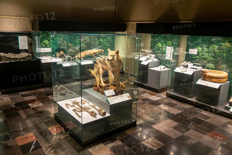 Taxidermy Mexican wolf and other creatures, archaeological site and museum of Templo Mayor, Mexico City, Mexico, Central America
