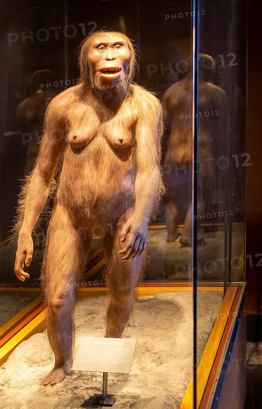 Reconstruction of Lucy a hominid who lived 3.2 million years, Australopithecus Afarensis, National Museum of Anthropology, Mexico City, Mexico, Central America