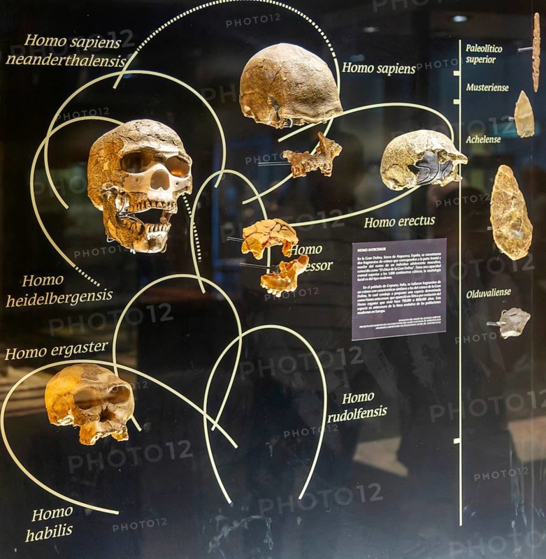 Skull development of homiids and Homo species, National Museum of Anthropology, Mexico City, Mexico, Central America