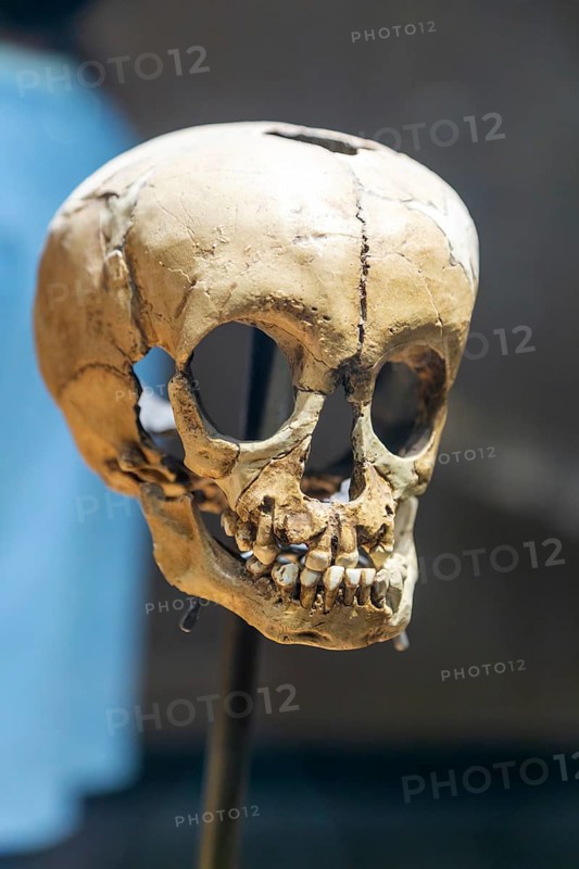 Skull of Neanderthal child, National Museum of Anthropology, Mexico City, Mexico, Central America